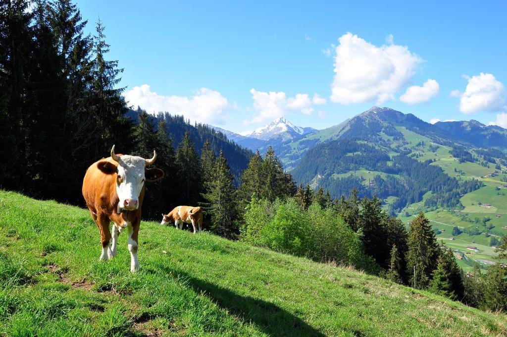 Sonnegg Hotel Zweisimmen Esterno foto